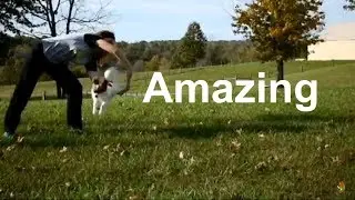Epic and Amazing Dog Tricks Percy the Papillon Dog