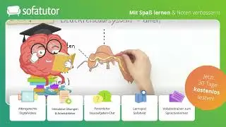 K&ouml;rperbau Honigbiene &ndash; innerer & &auml;u&szlig;erer Bau