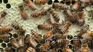 Pictures from the second inspection of the hive