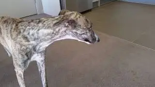 Dog (Whippet) Reverse Sneezing