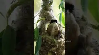 European Penduline Tit | Remiz pendulinus 🐦✨ #PendulineTit #NatureLovers #Conservation 🌳🔭#birds