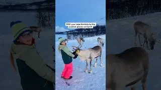 Meeting reindeers above the Arctic circle during polar night.