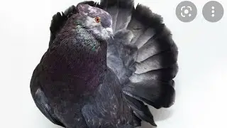 Fancypigeons|#petshub|#pakaseels|#birdlover|#Fahadamir|#shehrmaindihat|