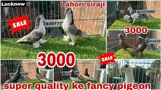 Lahori siraji 😍 American fantail, frillback, 😱 Mukhi, satinet, English carier #pigeon #kabootar 
