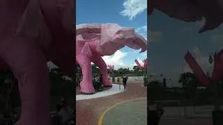 Pink Carabao #pink #carabao #asmr #shorts