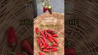 Asmr - Harvest Ripe Apache Hot Chili / Pepper