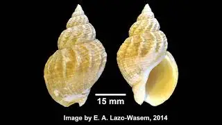 [Wikipedia] Nassaria acutispirata