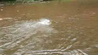 Big Red Coho running upstream to spawn in a small creek.