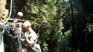 Redwood Canopy Tour