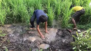 Amazing boys Deep hole fish  How to fishing with deep holp in rice field