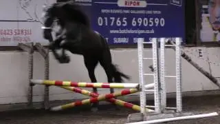 Friesian Horse Apollo Learning To Jump, Phase Two