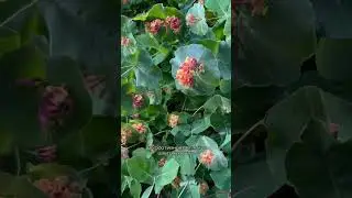 Жимолость 