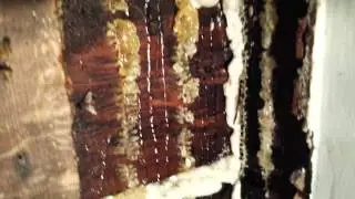 Honey bee cut-out of a historical home