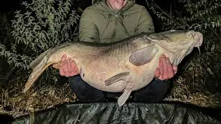 Veľké kapry v chladnej vode - zimné rybárčenie