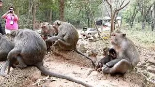 Style cute barbie baby monkey hungry milk-mon monkey and baby