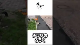 寒い中頑張って歩くチワワ #チワワ #チワワとの暮らし #癒し #チワワと暮らす #かわいい #チワワを飼う #犬のいる生活 #チワワ大好き #可愛い #チワワ社長