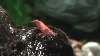 Red Cherry Shrimp - R&oslash;d kirseb&aelig;r reje