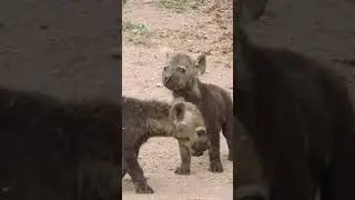 The cutest thing you will see today #hyena #baby #cute