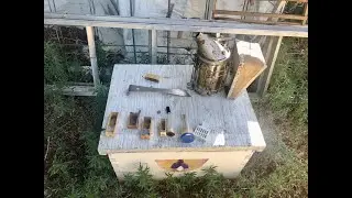 How to Put a Queen Bee Into a Queen Cage