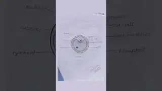 B.sc. 1st semester botany practical file chlorella (alage) #classification #comments #bsc1stsemester