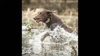 What is the HRC Grand Hunt Test?, Training Tips to Run Hunt Tests and What To Look For in a Hunt ...