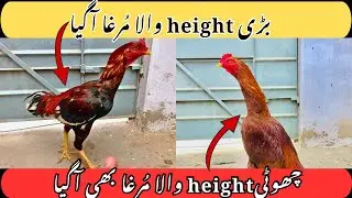 Aaj 2 Murgy Aa gaye🥰 