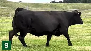 Lot 9 BJFPQ406 - BJF CHUNK WUNDA Q406 (PP B AA)