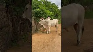 Ambothu #ongole bull #reddygudem village bull