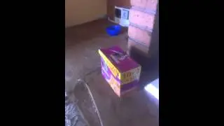 Котэ кушать просит !!! :-D:-D part 2