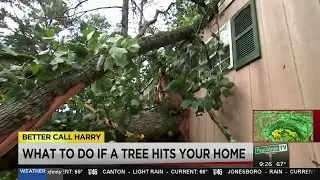 Hiring a tree removal service: How not to get ripped off