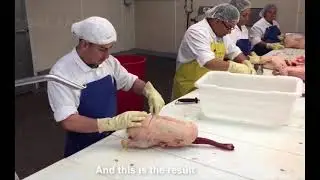 Modern goose farm, meat processing plant and foie gras