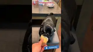 Black Pug Dogs ASMR #shorts