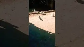 #shoken#pigeon #subscribe