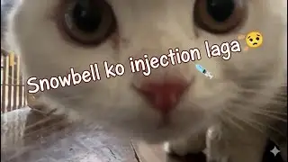 Pet care day 🐾 | Billu 🐱bhai ka injection vlog