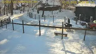 Goldy's Courtyard 1024am takes her 2 dogs out of ICE to main house 1202026