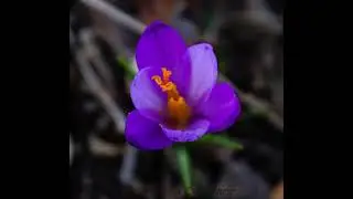 ANELLO DI PINZANO AL TAGLIAMENTO