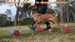Team K9 Pro: Why Train in DRIVE