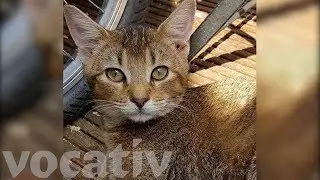 Gay Writer Alex Andreou Denied Cat Adoption