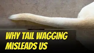 What a Dog&rsquo;s Tail Really Means, Understanding Canine Body Language