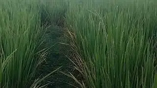 Gaswibwi ni takwi habai hw appa iswr 