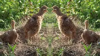 Dakhni teetar Irani teetar Teetar ki awaz Teetar hunting sound Teetar Awaz Partridge hunting sound