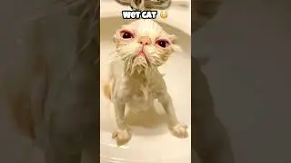 Terrifying Animals That Look Scary When Wet!&rdquo;😳#youtubeshorts #animals #facts #shorts #shortsfeed