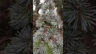 Blue Atlas cedar - leaves & twigs - October 2019