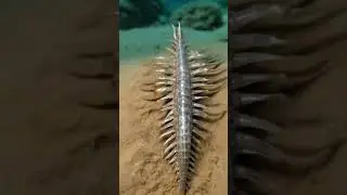 O Bizarro Hallucigenia &ndash; O Alien&iacute;gena dos Mares Cambrianos! 🌊 #Hallucigenia