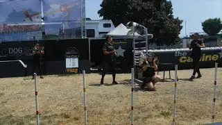 The Canine Stars Stunt Dog Show at the Jackson County Fair