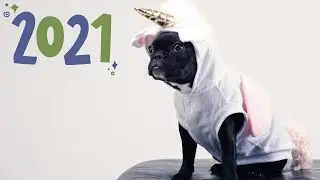 Funny Boston Terrier Compilation 2021