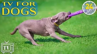 24/7 Dog TV: Best Fun & Relaxing Videos for Dogs | Prevent Boredom and Anxiety with Music for Dogs