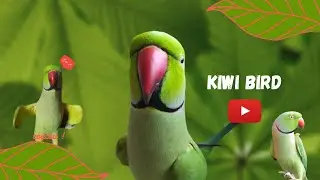 KIWI PERRUCHE À COLLIER QUI PARLE - KIWI FAIT DES CÂLINS !
