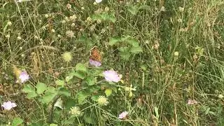 オルナタヒョウモンモドキMelitaea ornata (Eastern Knapweed Fritillary) 2023/06/25 Kernitsa Altidude 650m Greece