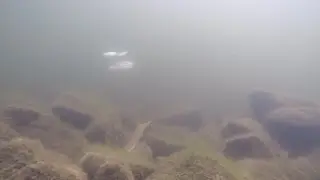 War Eagle 1/2 Ounce Spinnerbait